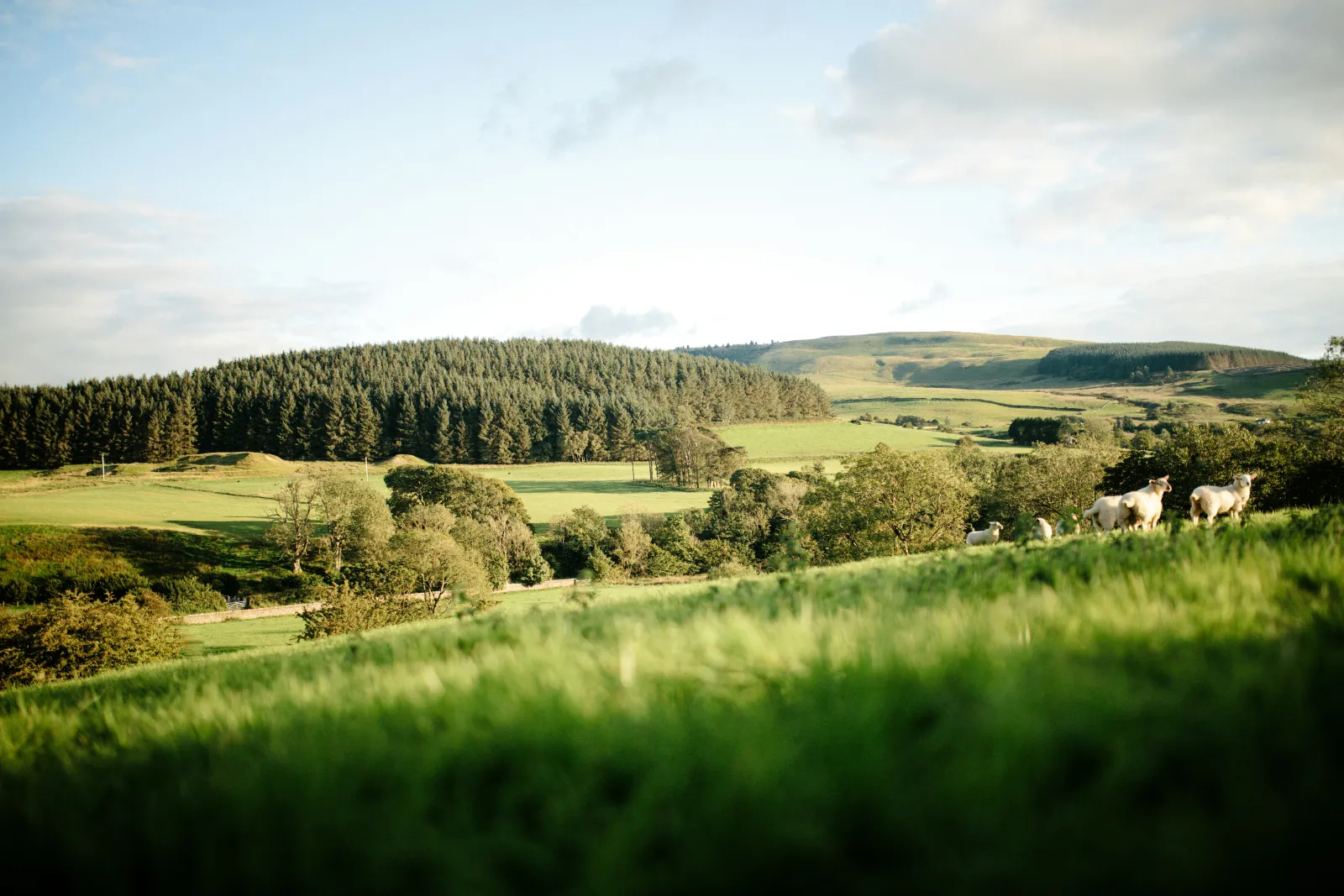 Rolling green farmland with sheep grazing, woodland and hills beyond
