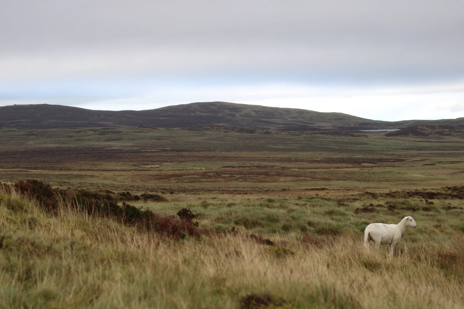 Moorland in North Wales from Simon Grice's Studio photography